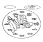 Orologio Winx