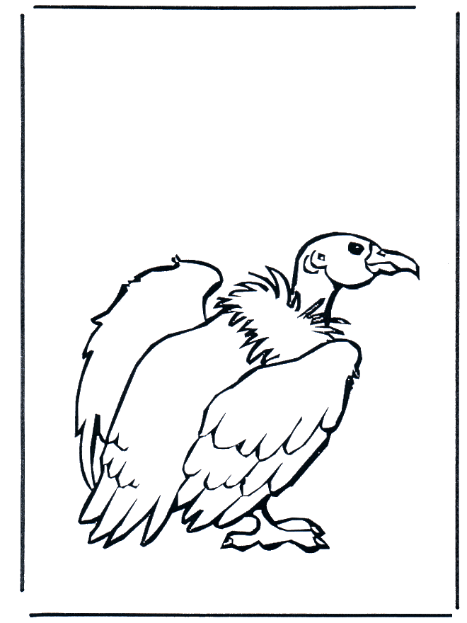 Avvoltoio - Uccelli