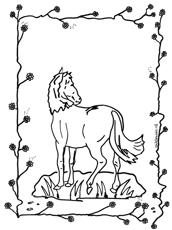 cavallo 2 - Cavalli