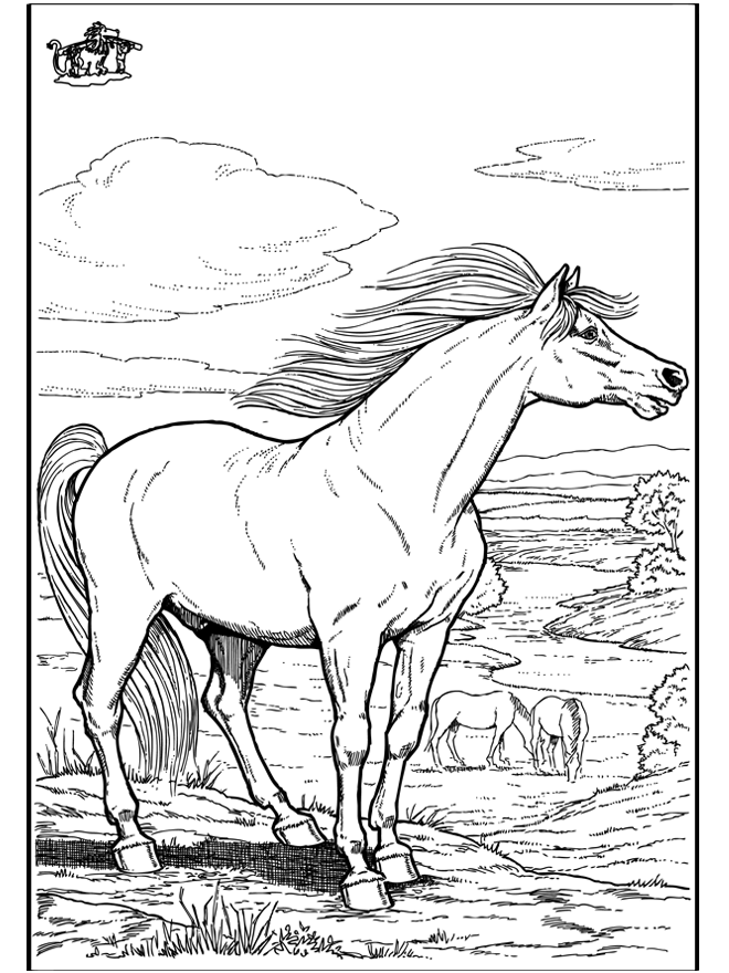 Cavallo 9 - Cavalli