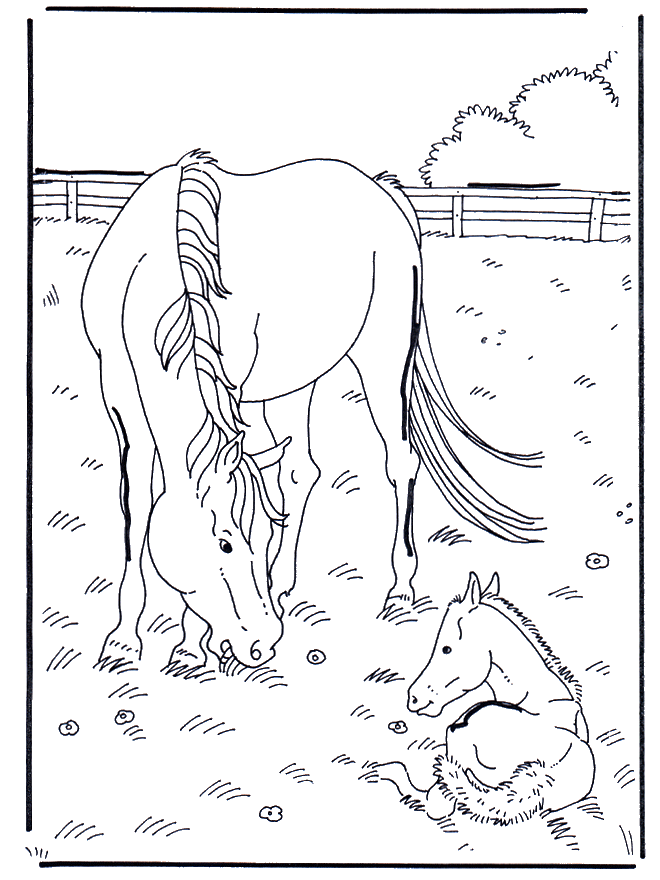Cavallo e puledro - Cavalli