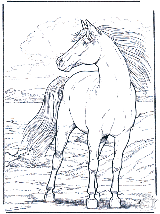 Cavallo nel vento - Cavalli