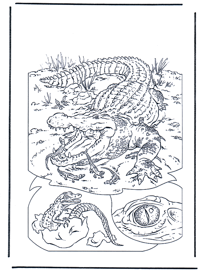 Coccodrillo 1 - Zoo