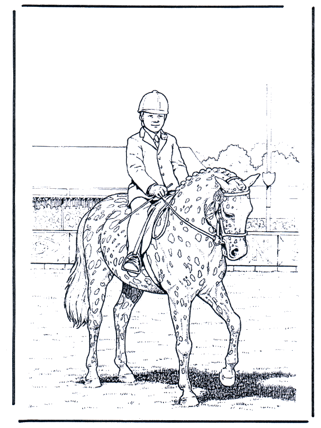 Dressage - Cavalli