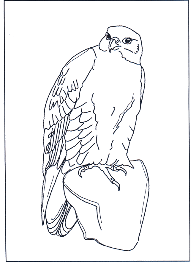 Falco - Uccelli