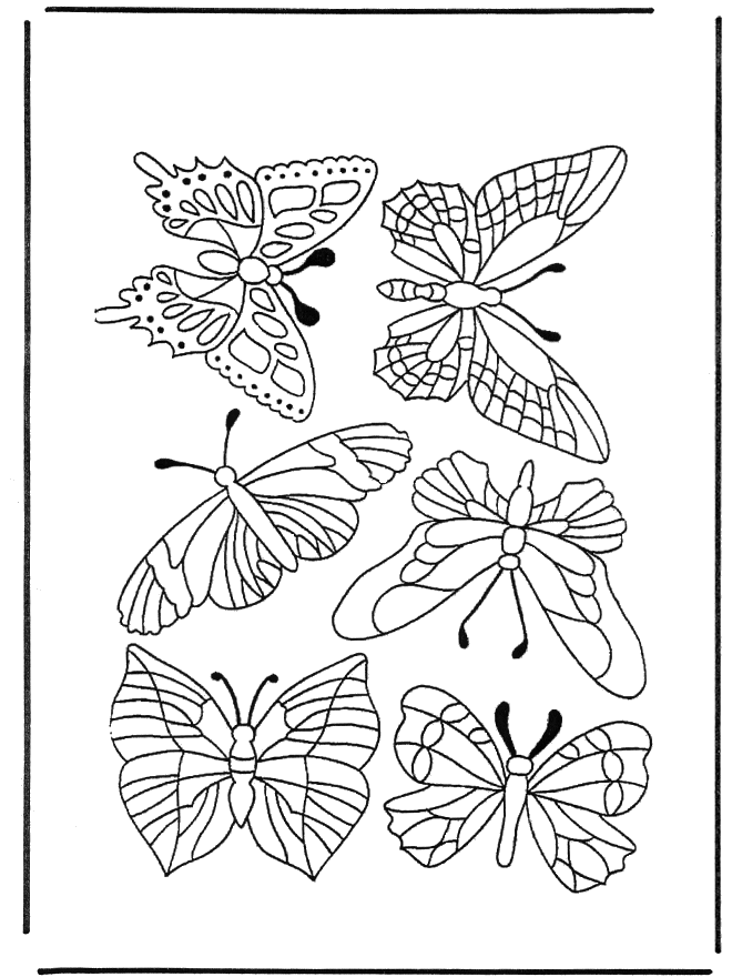 Farfalle 1 - Insetti