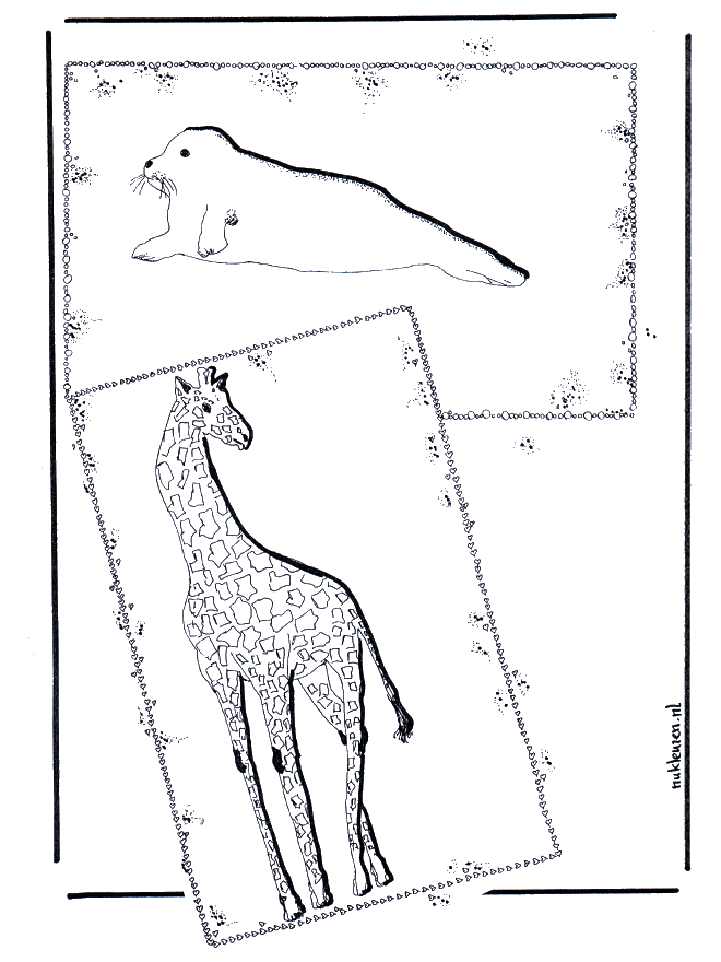 Giraffa e Foca - Zoo