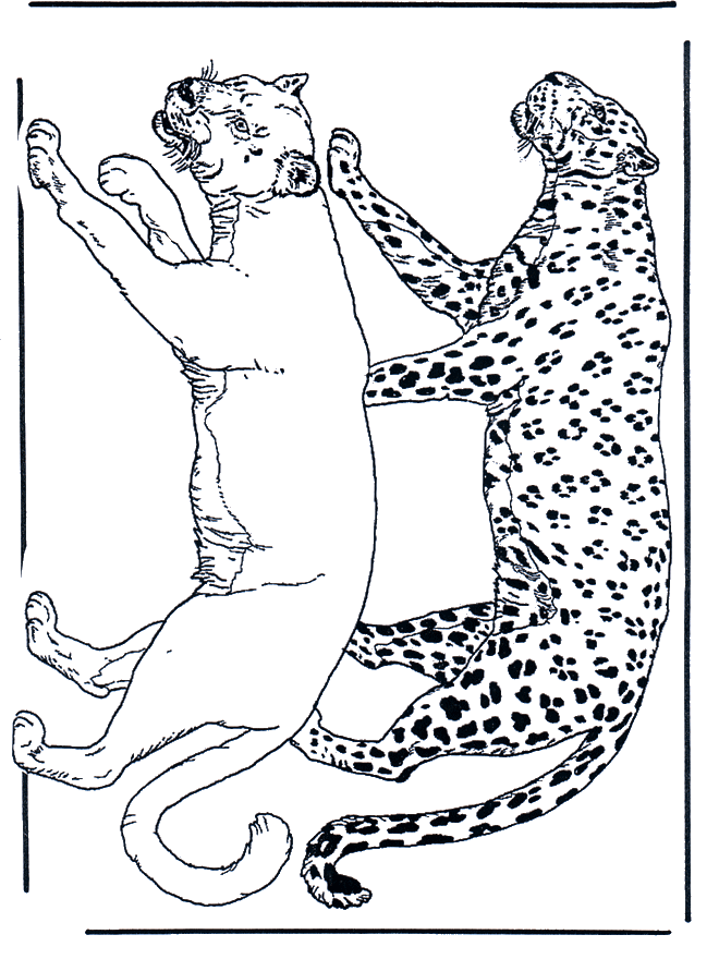 Leone e leopardo - Felini