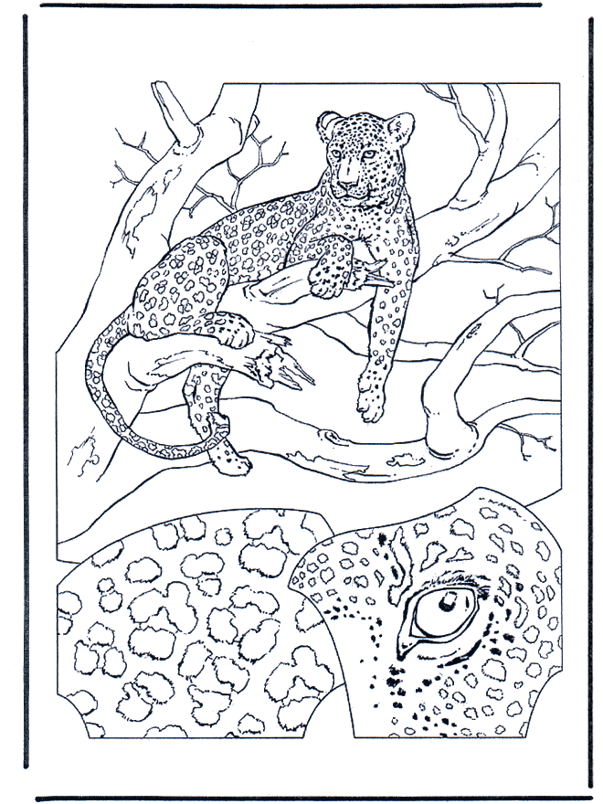 Leopardo 1 - Felini