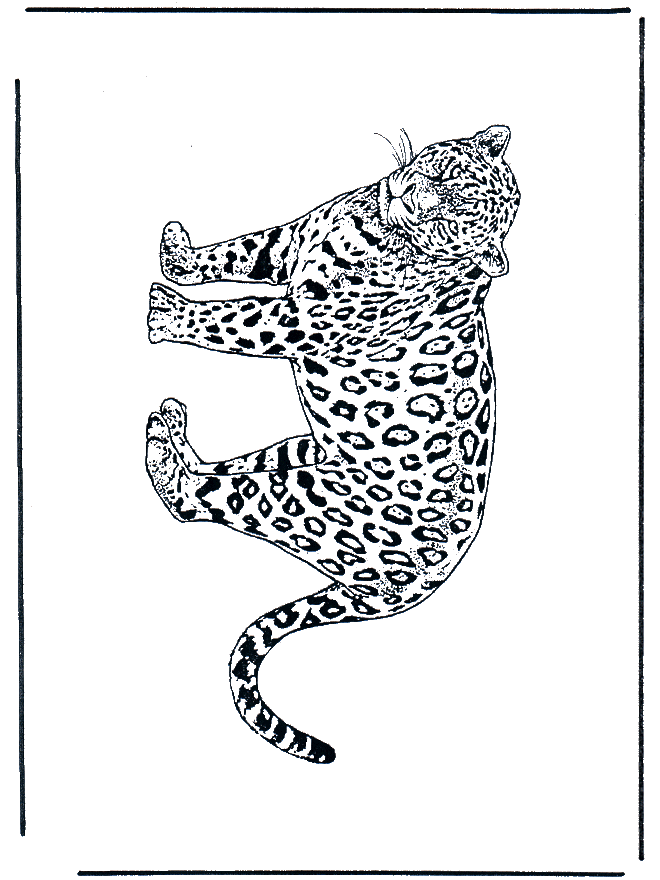 Leopardo 2 - Felini