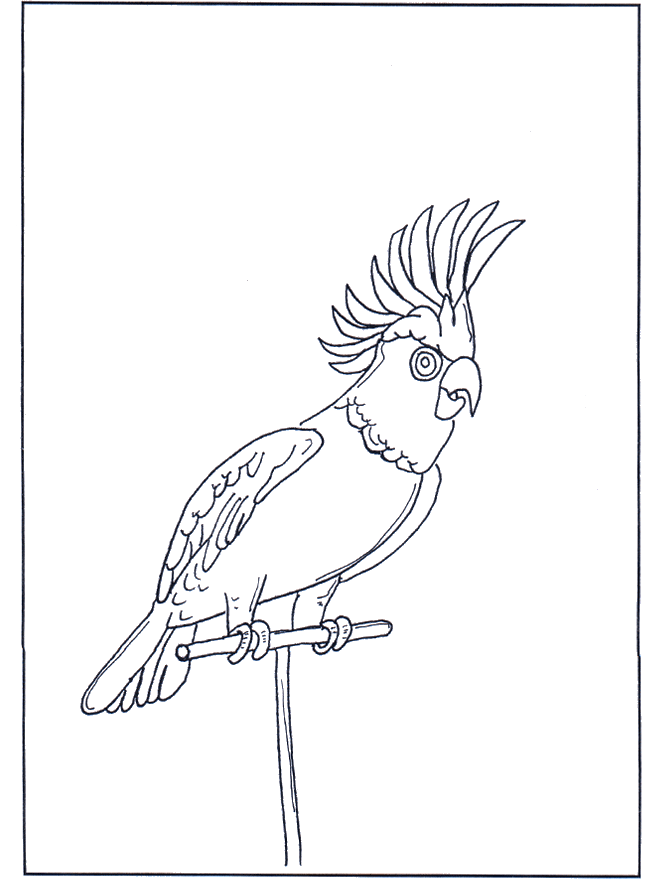 Pappagallo 4 - Uccelli