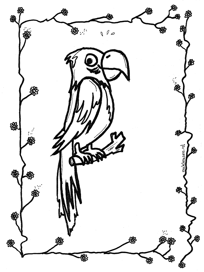 Pappagallo - Uccelli