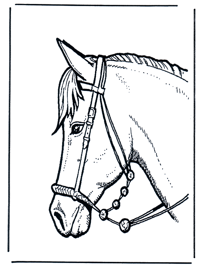 Testa di cavallo 2 - Cavalli