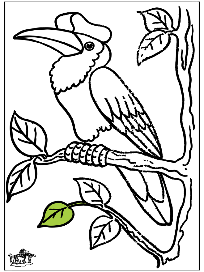 Tucano - Uccelli